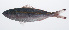  ( - PIL-093)  @11 [ ] CreativeCommons  Attribution Non-Commercial (by-nc) (2014) Unspecified Smithsonian Institution National Museum of Natural History