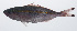  ( - PIL-095)  @11 [ ] CreativeCommons  Attribution Non-Commercial (by-nc) (2014) Unspecified Smithsonian Institution National Museum of Natural History