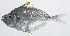  ( - PIL-096)  @11 [ ] CreativeCommons  Attribution Non-Commercial (by-nc) (2014) Unspecified Smithsonian Institution National Museum of Natural History