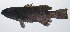  (Plectropomus areolatus - PIL-112)  @11 [ ] CreativeCommons  Attribution Non-Commercial (by-nc) (2014) Unspecified Smithsonian Institution National Museum of Natural History