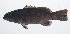  ( - PIL-114)  @11 [ ] CreativeCommons  Attribution Non-Commercial (by-nc) (2014) Unspecified Smithsonian Institution National Museum of Natural History