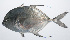  ( - PIL-117)  @11 [ ] CreativeCommons  Attribution Non-Commercial (by-nc) (2014) Unspecified Smithsonian Institution National Museum of Natural History