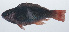  ( - PIL-223)  @11 [ ] CreativeCommons  Attribution Non-Commercial (by-nc) (2014) Unspecified Smithsonian Institution National Museum of Natural History