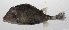  ( - PHIL-155)  @11 [ ] CreativeCommons  Attribution Non-Commercial (by-nc) (2015) Unspecified Smithsonian Institution National Museum of Natural History