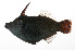  ( - PHIL-320)  @11 [ ] CreativeCommons  Attribution Non-Commercial (by-nc) (2015) Unspecified Smithsonian Institution National Museum of Natural History