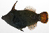  ( - PHIL-333)  @11 [ ] CreativeCommons  Attribution Non-Commercial (by-nc) (2015) Unspecified Smithsonian Institution National Museum of Natural History