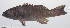  ( - PHISH-378)  @11 [ ] CreativeCommons  Attribution Non-Commercial (by-nc) (2016) Unspecified Smithsonian Institution National Museum of Natural History