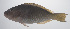  ( - PHISH-390)  @11 [ ] CreativeCommons  Attribution Non-Commercial (by-nc) (2016) Unspecified Smithsonian Institution National Museum of Natural History