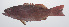  ( - PHISH-391)  @11 [ ] CreativeCommons  Attribution Non-Commercial (by-nc) (2016) Unspecified Smithsonian Institution National Museum of Natural History