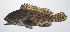  ( - PHISH-412)  @11 [ ] CreativeCommons  Attribution Non-Commercial (by-nc) (2016) Unspecified Smithsonian Institution National Museum of Natural History
