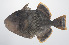  ( - PHISH-417)  @11 [ ] CreativeCommons  Attribution Non-Commercial (by-nc) (2016) Unspecified Smithsonian Institution National Museum of Natural History