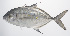  ( - PHISH-432)  @11 [ ] CreativeCommons  Attribution Non-Commercial (by-nc) (2016) Unspecified Smithsonian Institution National Museum of Natural History