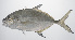  ( - PHISH-439)  @11 [ ] CreativeCommons  Attribution Non-Commercial (by-nc) (2016) Unspecified Smithsonian Institution National Museum of Natural History