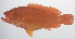  ( - PHISH-442)  @11 [ ] CreativeCommons  Attribution Non-Commercial (by-nc) (2016) Unspecified Smithsonian Institution National Museum of Natural History