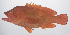  ( - PHISH-449)  @11 [ ] CreativeCommons  Attribution Non-Commercial (by-nc) (2016) Unspecified Smithsonian Institution National Museum of Natural History