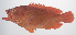 ( - PHISH-452)  @11 [ ] CreativeCommons  Attribution Non-Commercial (by-nc) (2016) Unspecified Smithsonian Institution National Museum of Natural History