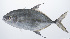  ( - PHISH-458)  @11 [ ] CreativeCommons  Attribution Non-Commercial (by-nc) (2016) Unspecified Smithsonian Institution National Museum of Natural History