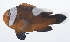  ( - PHISH-466)  @11 [ ] CreativeCommons  Attribution Non-Commercial (by-nc) (2016) Unspecified Smithsonian Institution National Museum of Natural History