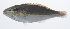  ( - PHISH-471)  @11 [ ] CreativeCommons  Attribution Non-Commercial (by-nc) (2016) Unspecified Smithsonian Institution National Museum of Natural History