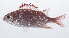  ( - PHISH-482)  @11 [ ] CreativeCommons  Attribution Non-Commercial (by-nc) (2016) Unspecified Smithsonian Institution National Museum of Natural History