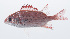  ( - PHISH-487)  @11 [ ] CreativeCommons  Attribution Non-Commercial (by-nc) (2016) Unspecified Smithsonian Institution National Museum of Natural History