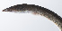  (Cirrhimuraena - PHISH-555)  @11 [ ] CreativeCommons  Attribution Non-Commercial (by-nc) (2016) Unspecified Smithsonian Institution National Museum of Natural History