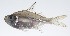  ( - PHISH-557)  @11 [ ] CreativeCommons  Attribution Non-Commercial (by-nc) (2016) Unspecified Smithsonian Institution National Museum of Natural History