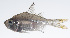  ( - PHISH-558)  @11 [ ] CreativeCommons  Attribution Non-Commercial (by-nc) (2016) Unspecified Smithsonian Institution National Museum of Natural History