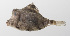  ( - PHISH-584)  @11 [ ] CreativeCommons  Attribution Non-Commercial (by-nc) (2016) Unspecified Smithsonian Institution National Museum of Natural History