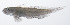  ( - PHISH-601)  @11 [ ] CreativeCommons  Attribution Non-Commercial (by-nc) (2016) Unspecified Smithsonian Institution National Museum of Natural History