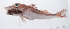  ( - PHISH-629)  @11 [ ] CreativeCommons  Attribution Non-Commercial (by-nc) (2016) Unspecified Smithsonian Institution National Museum of Natural History