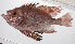  ( - PHISH-643)  @11 [ ] CreativeCommons  Attribution Non-Commercial (by-nc) (2016) Unspecified Smithsonian Institution National Museum of Natural History