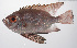  ( - PHISH-647)  @11 [ ] CreativeCommons  Attribution Non-Commercial (by-nc) (2016) Unspecified Smithsonian Institution National Museum of Natural History