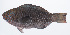  ( - PHISH-662)  @11 [ ] CreativeCommons  Attribution Non-Commercial (by-nc) (2016) Unspecified Smithsonian Institution National Museum of Natural History