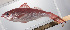  ( - PHISH-663)  @11 [ ] CreativeCommons  Attribution Non-Commercial (by-nc) (2016) Unspecified Smithsonian Institution National Museum of Natural History