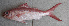  ( - PHISH-663)  @11 [ ] CreativeCommons  Attribution Non-Commercial (by-nc) (2016) Unspecified Smithsonian Institution National Museum of Natural History