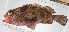  ( - PHISH-681)  @11 [ ] CreativeCommons  Attribution Non-Commercial (by-nc) (2016) Unspecified Smithsonian Institution National Museum of Natural History