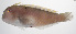  ( - PHISH-684)  @11 [ ] CreativeCommons  Attribution Non-Commercial (by-nc) (2016) Unspecified Smithsonian Institution National Museum of Natural History