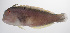  ( - PHISH-687)  @11 [ ] CreativeCommons  Attribution Non-Commercial (by-nc) (2016) Unspecified Smithsonian Institution National Museum of Natural History