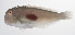  ( - PHISH-689)  @11 [ ] CreativeCommons  Attribution Non-Commercial (by-nc) (2016) Unspecified Smithsonian Institution National Museum of Natural History