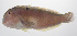  ( - PHISH-690)  @11 [ ] CreativeCommons  Attribution Non-Commercial (by-nc) (2016) Unspecified Smithsonian Institution National Museum of Natural History