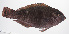  ( - PHISH-692)  @11 [ ] CreativeCommons  Attribution Non-Commercial (by-nc) (2016) Unspecified Smithsonian Institution National Museum of Natural History