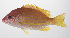  ( - PHISH-705)  @11 [ ] CreativeCommons  Attribution Non-Commercial (by-nc) (2016) Unspecified Smithsonian Institution National Museum of Natural History