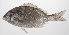  ( - PHISH-708)  @11 [ ] CreativeCommons  Attribution Non-Commercial (by-nc) (2016) Unspecified Smithsonian Institution National Museum of Natural History