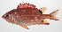  (Sargocentron cornutum - PHISH-709)  @11 [ ] CreativeCommons  Attribution Non-Commercial (by-nc) (2016) Unspecified Smithsonian Institution National Museum of Natural History