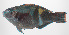  ( - PHISH-713)  @11 [ ] CreativeCommons  Attribution Non-Commercial (by-nc) (2016) Unspecified Smithsonian Institution National Museum of Natural History