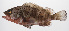  ( - PHISH-718)  @11 [ ] CreativeCommons  Attribution Non-Commercial (by-nc) (2016) Unspecified Smithsonian Institution National Museum of Natural History
