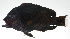 ( - PI-0020)  @11 [ ] CreativeCommons  Attribution Non-Commercial (by-nc) (2011) Unspecified Smithsonian Institution National Museum of Natural History