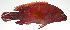  ( - PI-0024)  @11 [ ] CreativeCommons  Attribution Non-Commercial (by-nc) (2011) Unspecified Smithsonian Institution National Museum of Natural History
