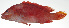  ( - PI-0028)  @11 [ ] CreativeCommons  Attribution Non-Commercial (by-nc) (2011) Unspecified Smithsonian Institution National Museum of Natural History
